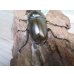 画像3: ☆美麗新成虫☆ババオウゴンオニクワガタ♂55ミリ♀43ミリペア＋♀41ミリの計3頭トリオ販売！！ (3)