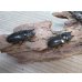 画像4: ☆美麗新成虫☆ババオウゴンオニクワガタ♂56ミリ♀46ミリペア＋♀43ミリの計3頭トリオ販売！！ (4)