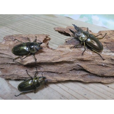 画像5: ☆美麗新成虫☆ババオウゴンオニクワガタ♂55ミリ♀43ミリペア＋♀41ミリの計3頭トリオ販売！！