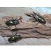 画像5: ☆美麗新成虫☆ババオウゴンオニクワガタ♂55ミリ♀43ミリペア＋♀41ミリの計3頭トリオ販売！！ (5)