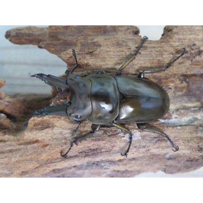 画像2: ☆美麗新成虫☆ババオウゴンオニクワガタ♂55ミリ♀43ミリペア＋♀41ミリの計3頭トリオ販売！！