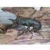 画像2: ☆美麗新成虫☆ババオウゴンオニクワガタ♂55ミリ♀43ミリペア＋♀41ミリの計3頭トリオ販売！！ (2)