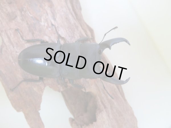 画像2: 本土ヒラタクワガタ♂63ミリ♀37ミリ☆成虫ペア(岡山県産) (2)