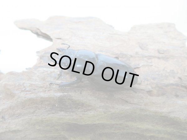 画像4: 本土ヒラタクワガタ♂63ミリ♀37ミリ☆成虫ペア(岡山県産) (4)