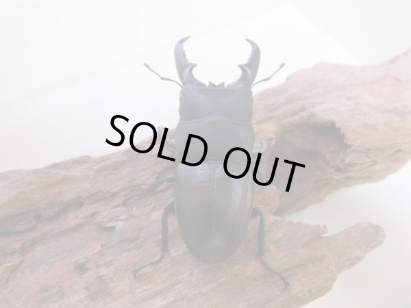 画像3: 本土ヒラタクワガタ♂63ミリ♀37ミリ☆成虫ペア(岡山県産) (3)