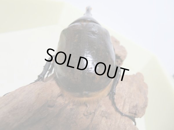 画像3: D.H.リッキー116ミリ新成虫♂単品販売 (3)