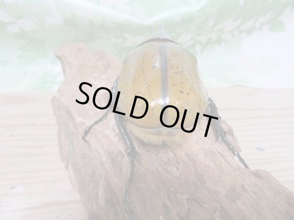 画像3: D.H.リッキー♂119ミリ♀63ミリ新成虫ペア販売 (3)