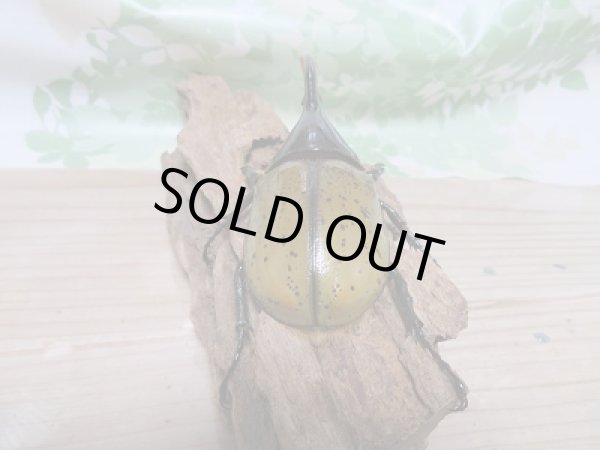 画像3: セール☆50%OFF!!D.H.リッキー♂134ミリ♀65ミリ新成虫ペア販売 (3)