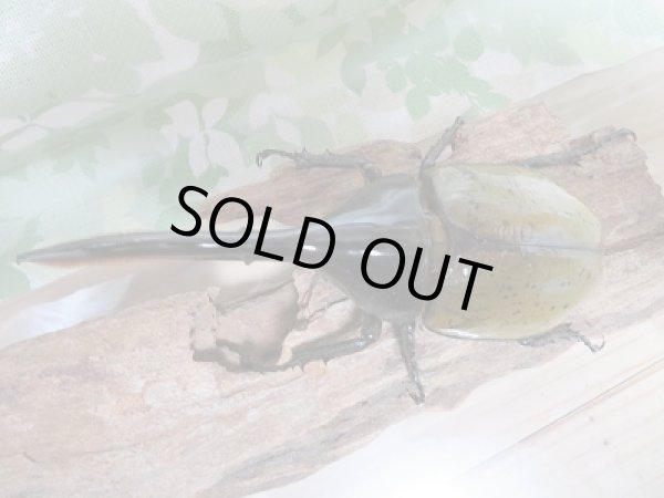 画像2: セール☆50%OFF!!D.H.リッキー♂134ミリ♀65ミリ新成虫ペア販売 (2)