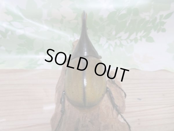 画像3: セール☆20%OFF!!D.H.リッキー♂140ミリ♀67ミリ新成虫ペア販売 (3)