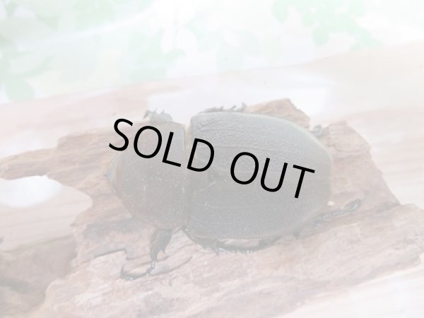 画像4: セール☆50%OFF!!D.H.リッキー♂134ミリ♀65ミリ新成虫ペア販売 (4)