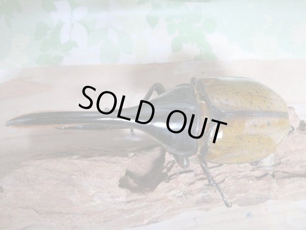 画像2: D.H.リッキー♂119ミリ♀63ミリ新成虫ペア販売 (2)