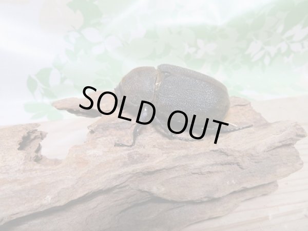 画像4: セール☆20%OFF!!D.H.リッキー♂140ミリ♀67ミリ新成虫ペア販売 (4)