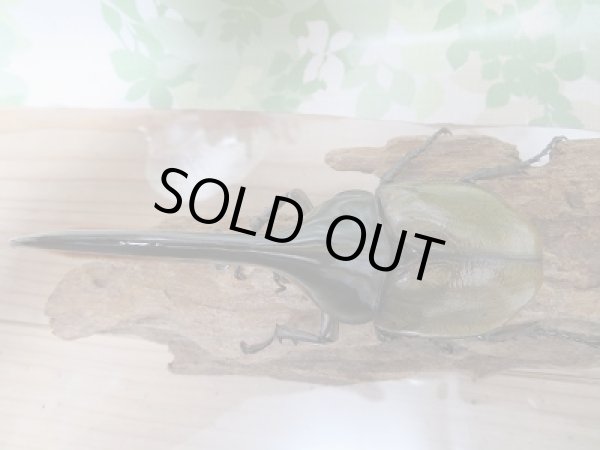 画像2: セール☆20%OFF!!D.H.リッキー♂140ミリ♀67ミリ新成虫ペア販売 (2)