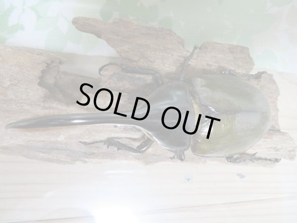 画像2: セール☆50%OFF!!D.H.リッキー♂132ミリ♀65ミリ新成虫ペア販売 (2)