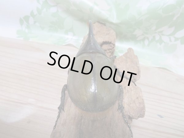 画像3: セール☆50%OFF!!D.H.リッキー♂132ミリ♀65ミリ新成虫ペア販売 (3)