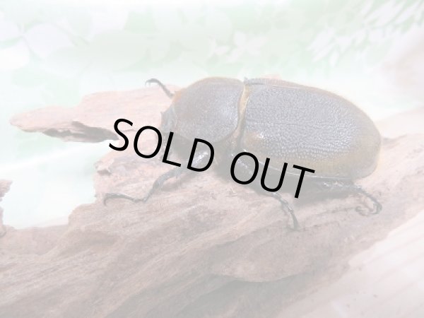 画像4: セール☆50%OFF!!D.H.リッキー♂132ミリ♀65ミリ新成虫ペア販売 (4)