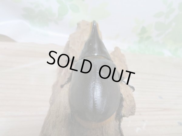 画像3: サタンオオカブト☆96ミリ♂単品販売 (3)