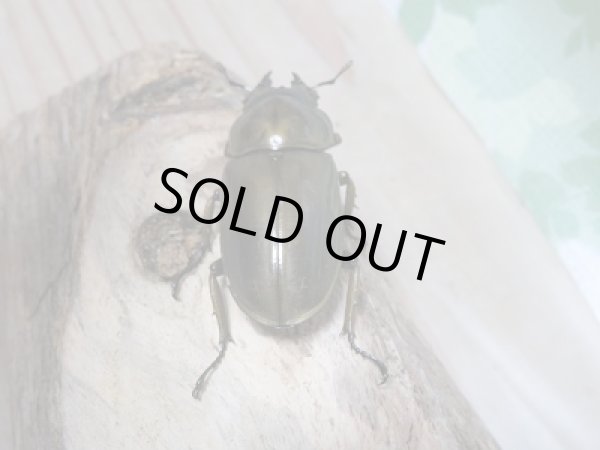 画像6: ローゼンベルグオウゴンオニクワガタWF1新成虫ペア販売 (6)