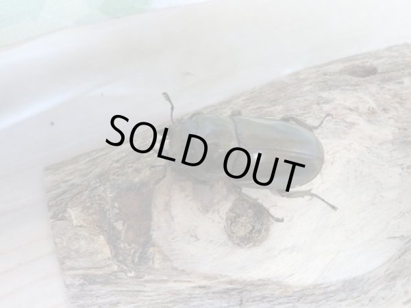 画像5: ローゼンベルグオウゴンオニクワガタWF1新成虫ペア販売 (5)