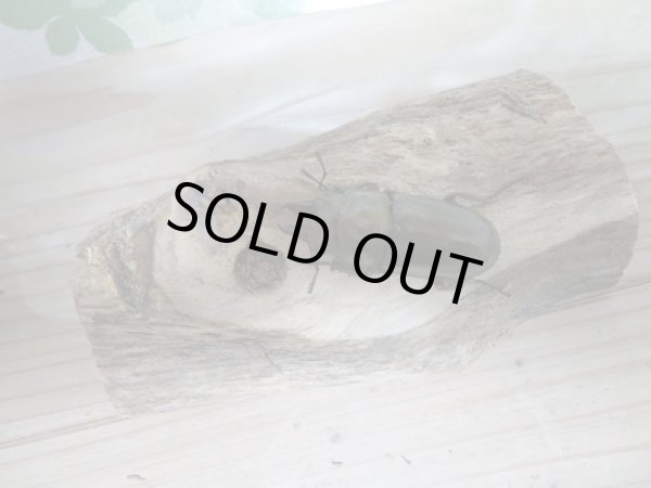 画像2: ローゼンベルグオウゴンオニクワガタWF1新成虫ペア販売 (2)