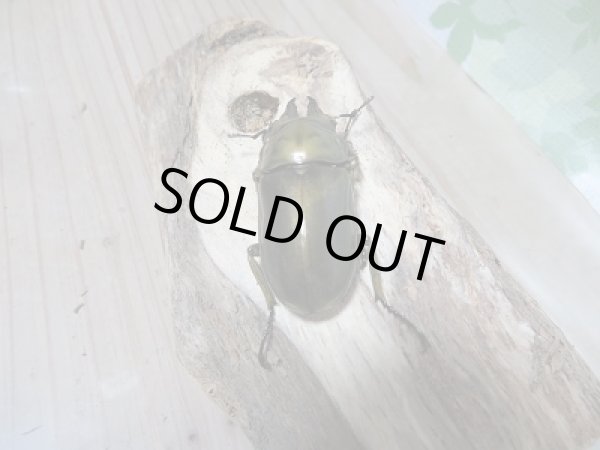 画像3: ローゼンベルグオウゴンオニクワガタWF1新成虫ペア販売 (3)