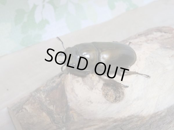 画像4: ローゼンベルグオウゴンオニクワガタWF1新成虫ペア販売 (4)