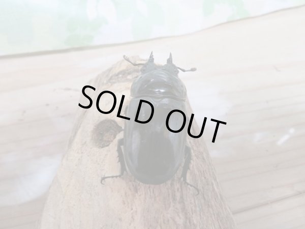 画像6: 新成虫!レギウスオオツヤクヤガタペア販売 (6)