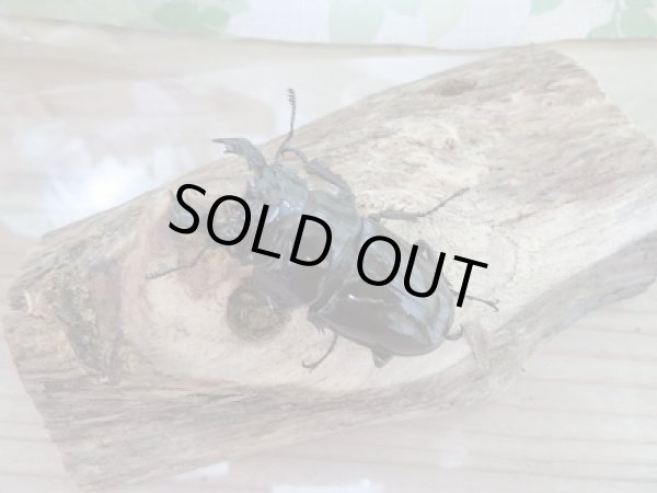 画像2: 新成虫!レギウスオオツヤクヤガタペア販売 (2)