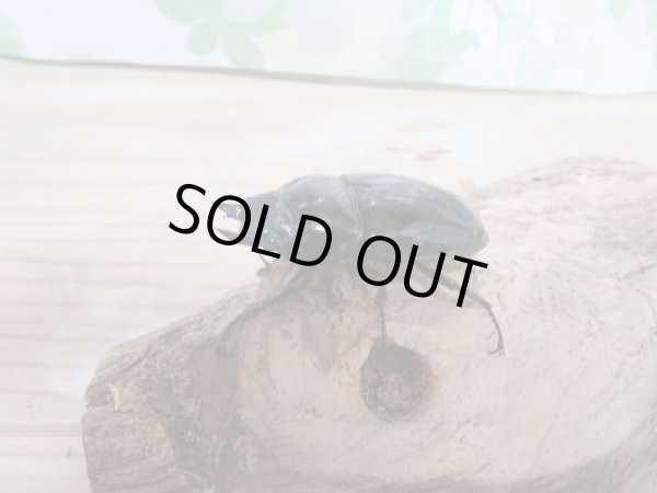 画像4: 新成虫!レギウスオオツヤクヤガタペア販売 (4)