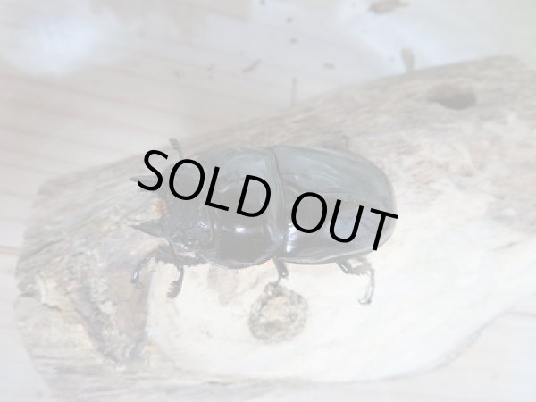 画像5: 新成虫!レギウスオオツヤクヤガタペア販売 (5)