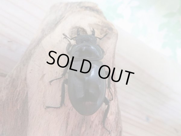 画像6: 越冬個体☆シェンクリングオオクワガタ♂77ミリ♀47ミリペア販売 (6)