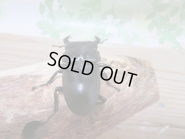 画像3: 越冬個体☆シェンクリングオオクワガタ♂77ミリ♀47ミリペア販売 (3)