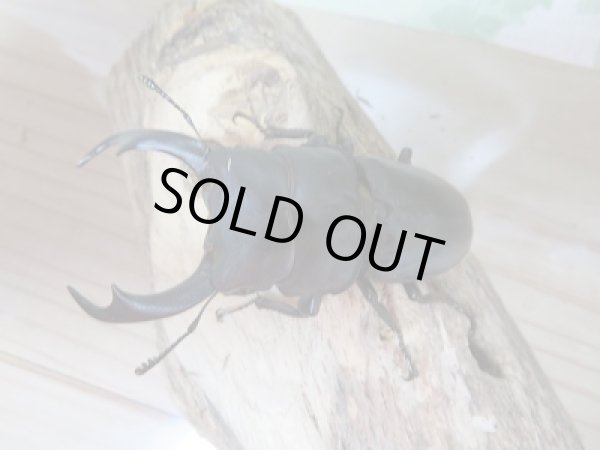 画像2: 越冬個体☆シェンクリングオオクワガタ♂77ミリ♀47ミリペア販売 (2)