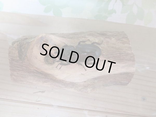 画像5: 越冬個体☆シェンクリングオオクワガタ♂77ミリ♀47ミリペア販売 (5)