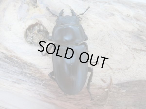 画像5: 中国アンタエウスオオクワガタ♂73ミリ♀44ミリペア販売 (5)