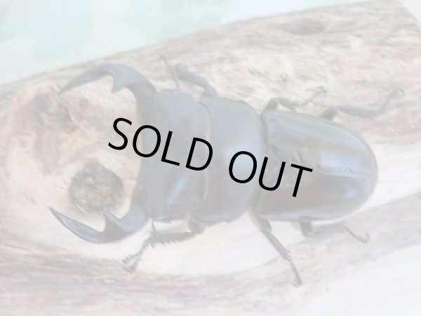 画像2: 中国アンタエウスオオクワガタ♂73ミリ♀44ミリペア販売 (2)