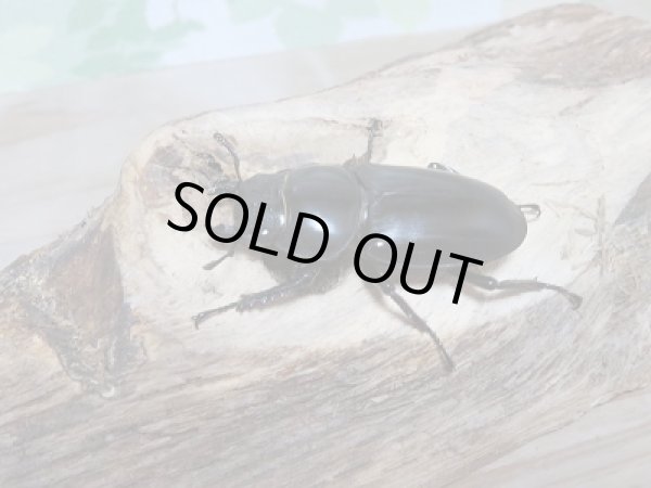 画像4: 中国アンタエウスオオクワガタ♂73ミリ♀44ミリペア販売 (4)