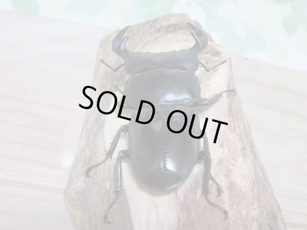 画像3: 中国アンタエウスオオクワガタ♂73ミリ♀44ミリペア販売 (3)