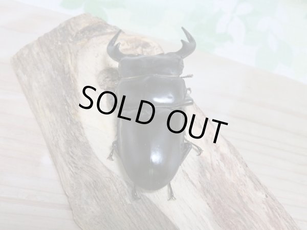 画像3: 新成虫☆インドアンテF1個体ペア販売 (3)