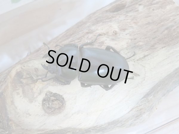 画像5: 新成虫☆インドアンテF1個体ペア販売 (5)