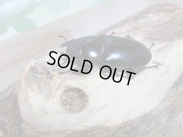 画像4: 新成虫☆インドアンテF1個体ペア販売 (4)