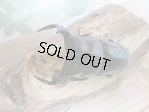 画像2: 新成虫☆インドアンテF1個体ペア販売 (2)