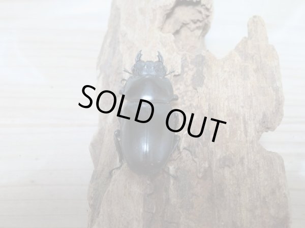 画像6: 新成虫☆ブータンアンタエウスオオクワガタ♂82ミリ♀45ミリペア販売 (6)