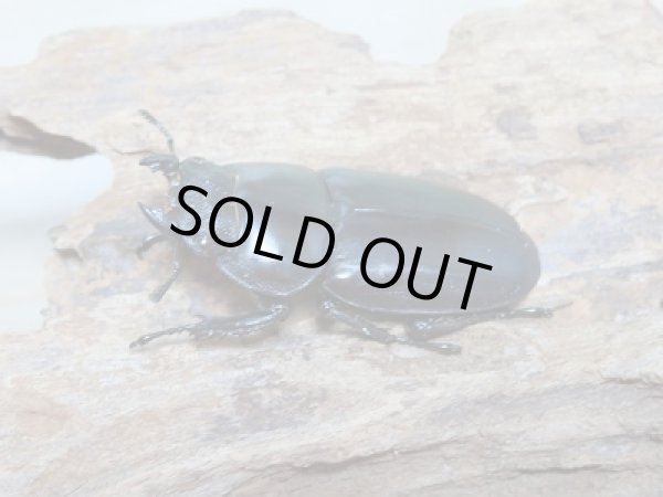 画像4: 新成虫☆ブータンアンタエウスオオクワガタ♂82ミリ♀45ミリペア販売 (4)