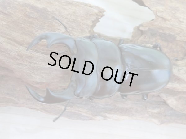 画像2: 新成虫☆ブータンアンタエウスオオクワガタ♂82ミリ♀45ミリペア販売 (2)