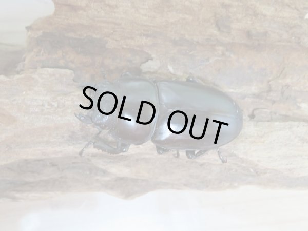 画像5: 新成虫☆ブータンアンタエウスオオクワガタ♂82ミリ♀45ミリペア販売 (5)