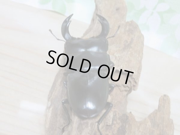 画像3: 新成虫☆ブータンアンタエウスオオクワガタ♂82ミリ♀45ミリペア販売 (3)