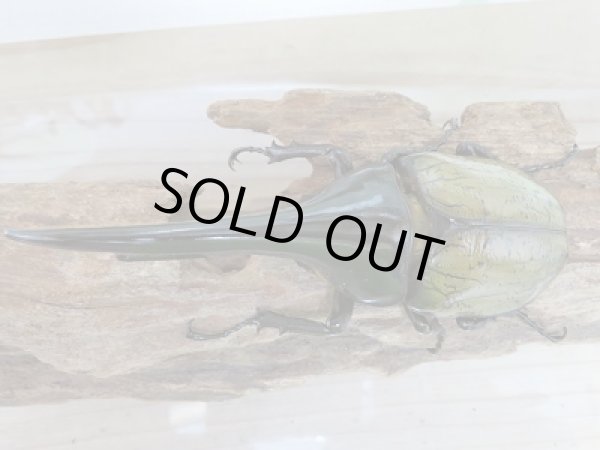 画像2: セール☆10%OFF!!D・H・ヘラクレスヘラクレス☆新成虫137ミリ♂単品販売! (2)