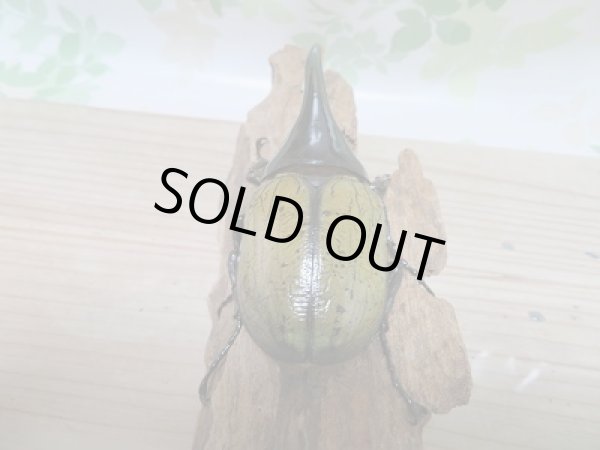 画像3: セール☆10%OFF!!D・H・ヘラクレスヘラクレス☆新成虫137ミリ♂単品販売! (3)